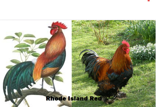 Rhode Island Red