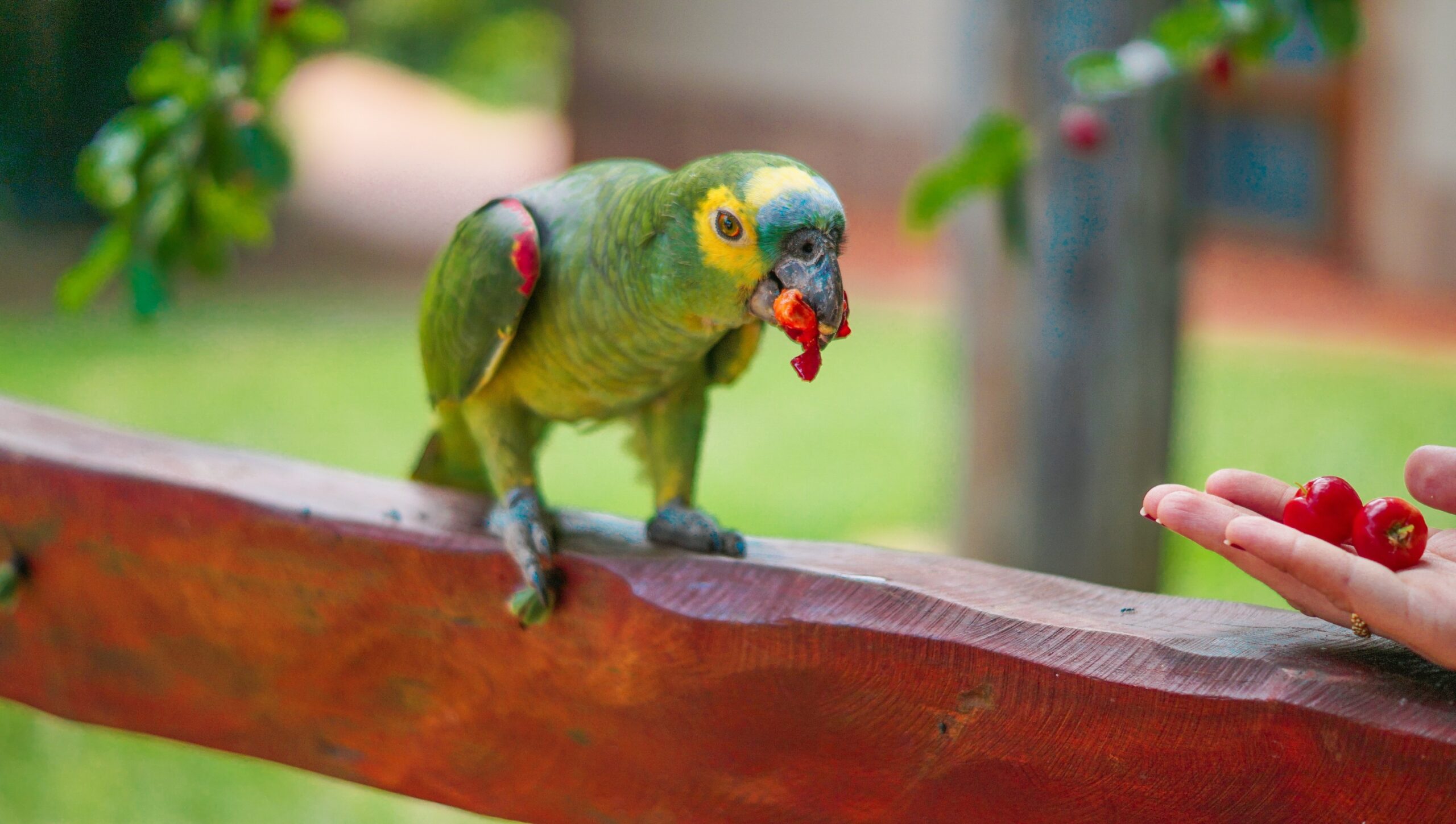 parrots eat